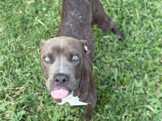 adoptable Dog in Tulsa, OK named BOBBY