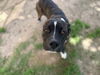 adoptable Dog in  named MUENSTER