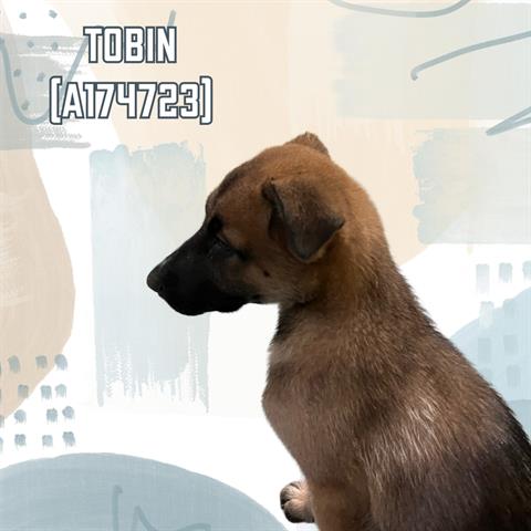 adoptable Dog in Tulsa, OK named TOBIN