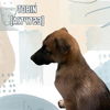 adoptable Dog in  named TOBIN