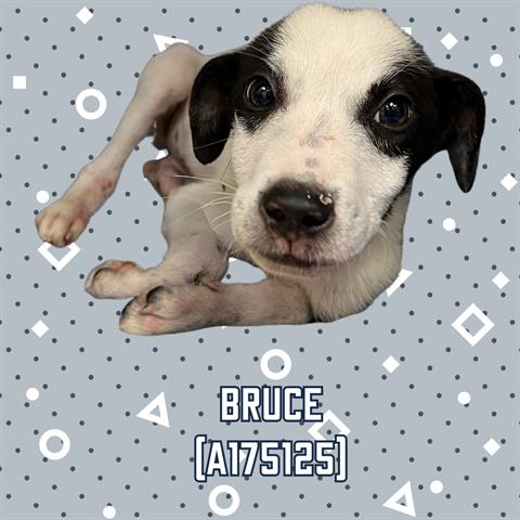 adoptable Dog in Tulsa, OK named BRUCE