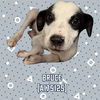 adoptable Dog in  named BRUCE