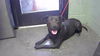 adoptable Dog in  named LUNA