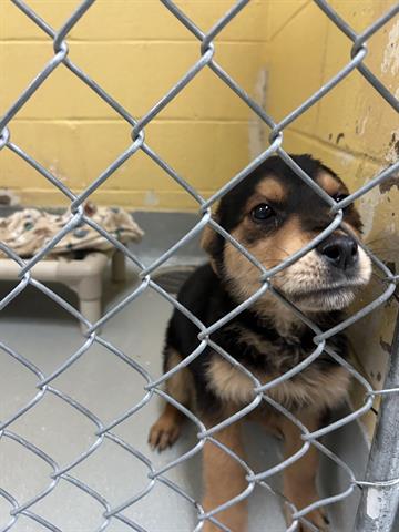 adoptable Dog in Tulsa, OK named BENNY