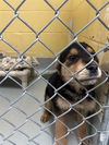 adoptable Dog in  named BENNY