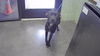 adoptable Dog in  named ANGEL