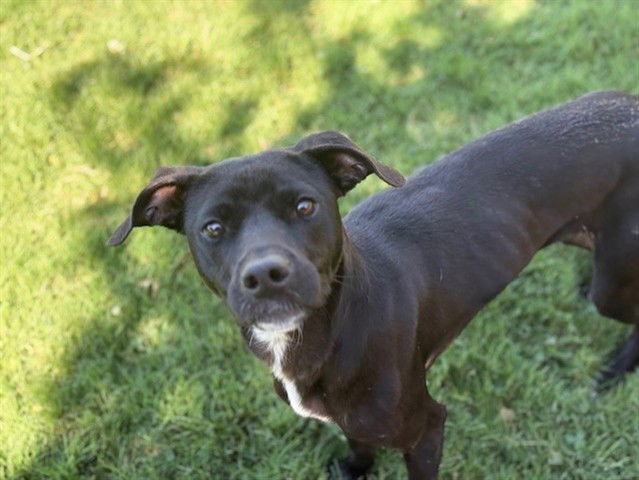 adoptable Dog in Tulsa, OK named ANGEL