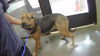 adoptable Dog in  named NALA
