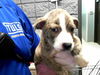 adoptable Dog in  named PETUNIA