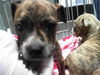 adoptable Dog in  named PANSY