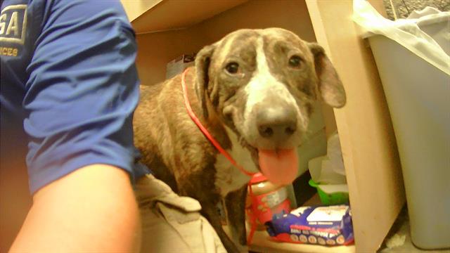 adoptable Dog in Tulsa, OK named KATIE