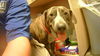 adoptable Dog in  named KATIE