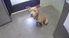 adoptable Dog in  named FREE