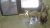 adoptable Dog in  named LADYBUG