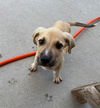 adoptable Dog in  named PAUL