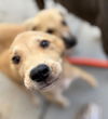 adoptable Dog in  named PETER