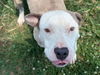 adoptable Dog in  named JULIE