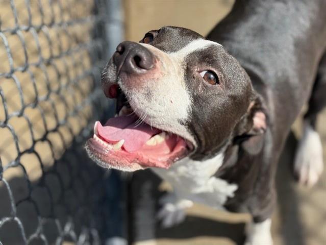 adoptable Dog in Tulsa, OK named GRAPE