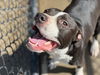 adoptable Dog in  named GRAPE