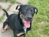 adoptable Dog in  named SILVER