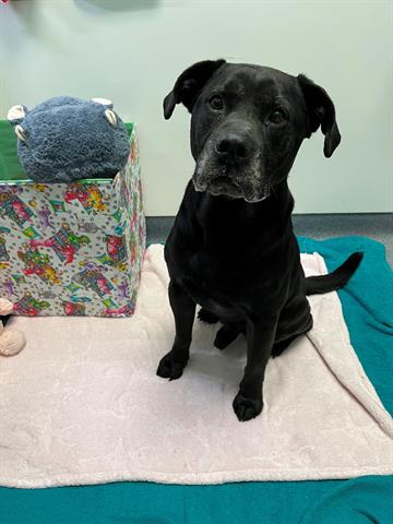 adoptable Dog in Tulsa, OK named DOUBLE O STEVEN