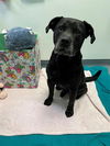 adoptable Dog in  named DOUBLE O STEVEN