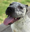 adoptable Dog in  named BOB