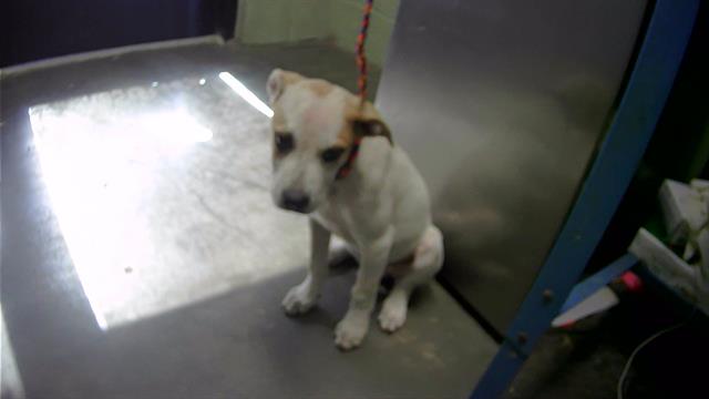 adoptable Dog in Tulsa, OK named LINCOLN