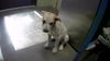 adoptable Dog in  named LINCOLN
