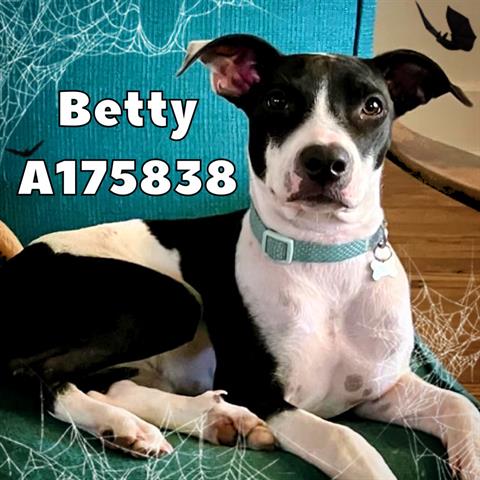 picture of the dog needing adoption