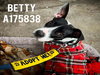 BETTY - Photo 1
