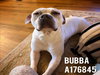 BUBBA - Photo 1