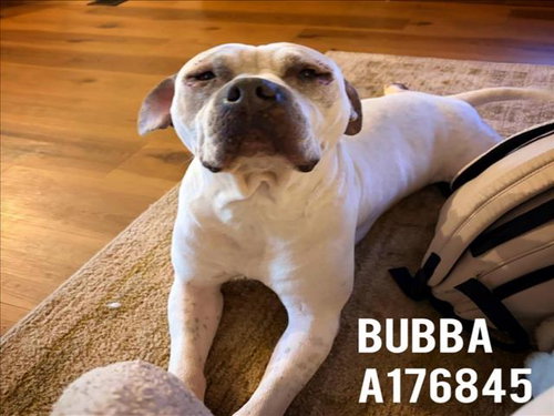 BUBBA - Pit Bull Terrier available for adoption