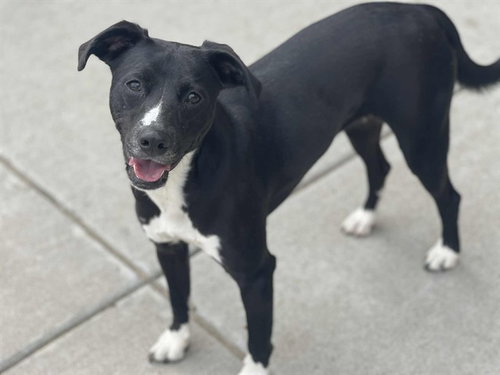 PHOEBE MINROE - Labrador Retriever / Pit Bull Terrier for adoption in Tulsa