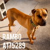 RAMBO - Photo 1
