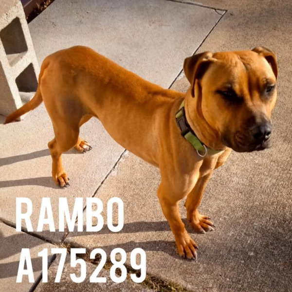 RAMBO