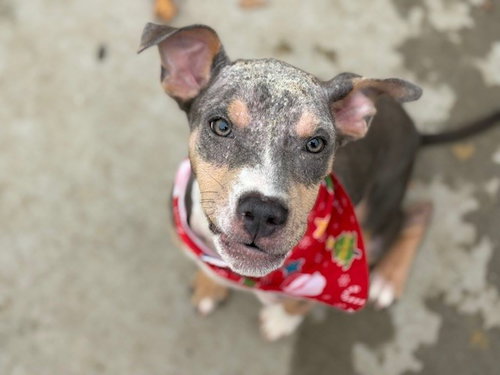 DAN - Pit Bull Terrier available for adoption