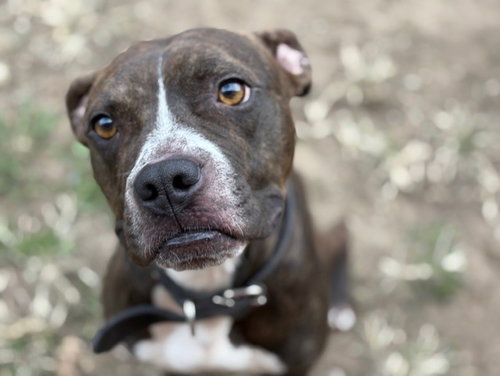 BREEZY - Pit Bull Terrier / Boxer available for adoption