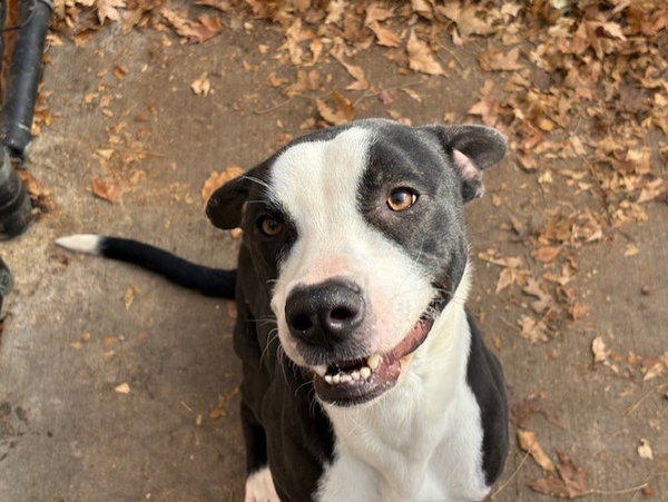 BANJO
