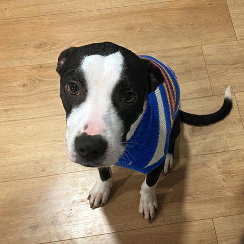 BANJO - Pit Bull Terrier for adoption in Tulsa
