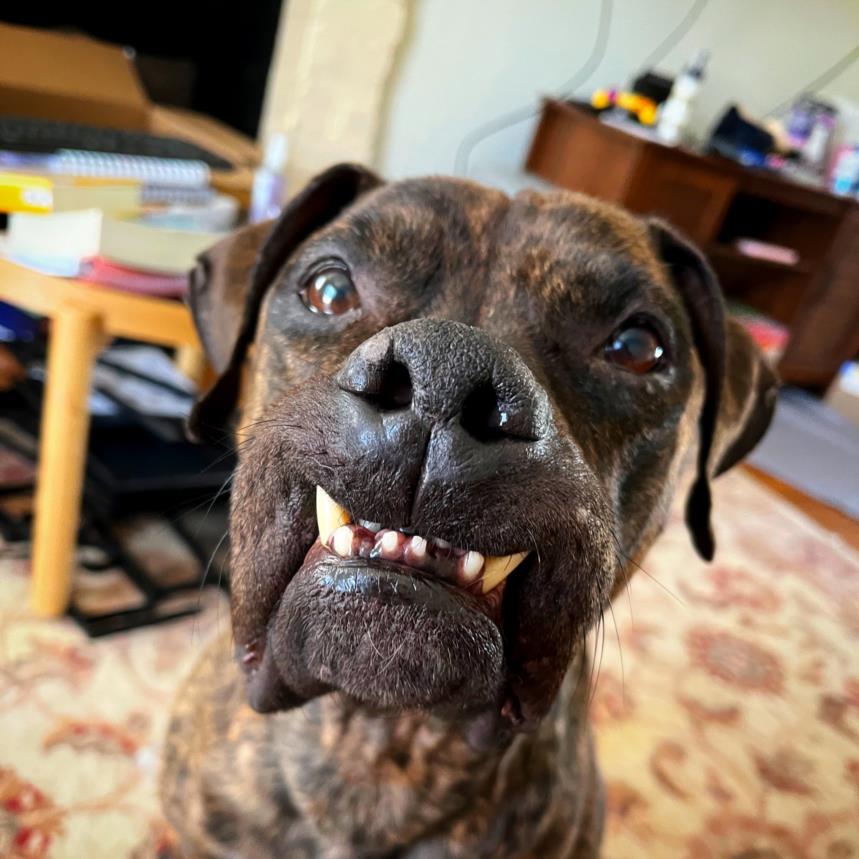 Pit Bull