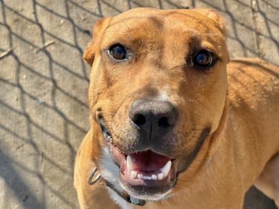 Pit Bull