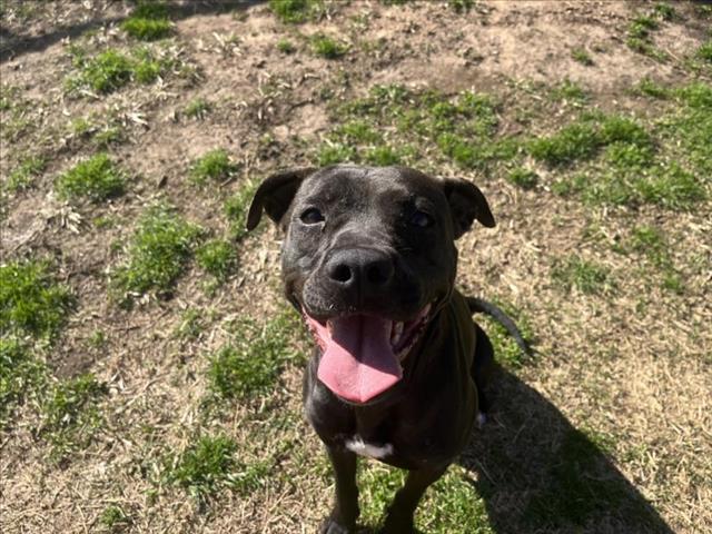 Pit Bull