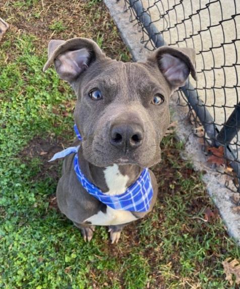 Pit Bull