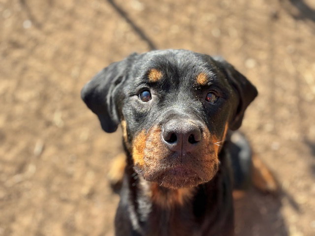 Rottweiler