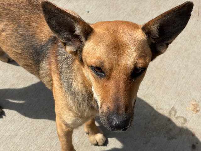 DORA Image