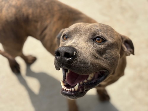 picture of the dog needing adoption
