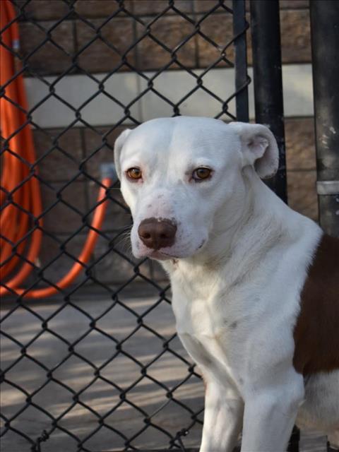 TANNER - Pit Bull Terrier available for adoption