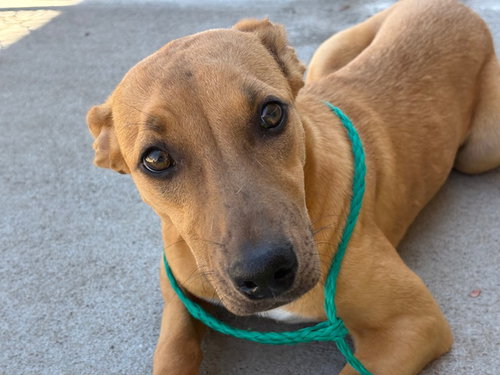 picture of the dog needing adoption