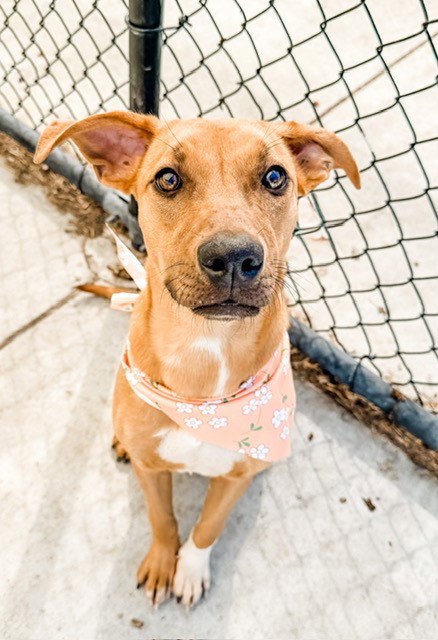 REBECCA, an adoptable Redbone Coonhound in Tulsa, OK
